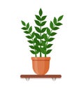 Indoor gerb on shelf isolated on a white background. Houseplant in pot in flat style. Vector illustration