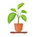 Indoor gerb on shelf isolated on a white background. Houseplant in a pot in flat style. Vector illustration