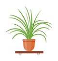 Indoor gerb on shelf isolated on white background. Houseplant in pot. Vector illustration