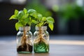 Indoor green oasis Tricolor Nephthytis in glass bottles, enhancing interior decor