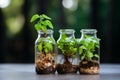 Indoor green oasis Tricolor Nephthytis in glass bottles, enhancing interior decor