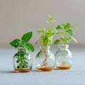 Indoor green oasis Tricolor Nephthytis in glass bottles, enhancing interior decor