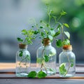 Indoor green oasis Tricolor Nephthytis in glass bottles, enhancing interior decor