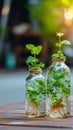 Indoor green oasis Tricolor Nephthytis in glass bottles, enhancing interior decor