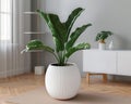 Indoor green plant large white ribbed pot sunlit room white furniture