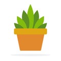 Indoor green plant in a pot vector flat isolated