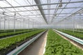 indoor greenhouse agriculture farm air ventilator cooling wind, generative ai