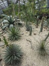 Succulents and cacti in the Orangery Royalty Free Stock Photo