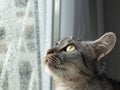 Indoor grey tabby cat sitting in the window and observing the raindrops running down on the window