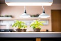 indoor grow lights nurturing seedlings