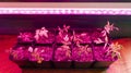 Indoor growing of tomato seedlings under a phytolamp. Seedlings of tomatoes under purple light from led grow lights Royalty Free Stock Photo