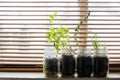 Indoor Herb Garden in Mason Jars on Window Sill