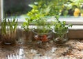 Indoor herbs water garden at granite kitchen counter