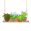 Indoor home plants on the hanging shelf vector illustration