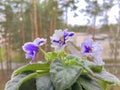 indoor homemade varietal violet on the windowsill