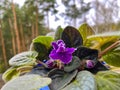 indoor homemade varietal violet on the windowsill