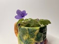 indoor homemade violet of the mini blue variety in a decorative cup