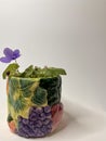 indoor homemade violet of the mini blue variety in a decorative cup