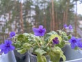 indoor homemade violet of the mini variety on the windowsill