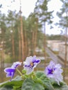 indoor homemade violet of the mini variety on the windowsill