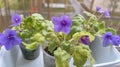 indoor homemade violet of the mini variety on the windowsill