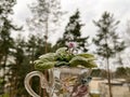 indoor homemade violet of the mini variety on the windowsill