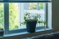 Indoor house plant mint herb planted in pot container on a window sill ledge