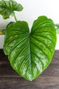 Indoor house plants philodendron mamei leaf
