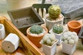 Indoor houseplant for home decoration, Replanting tree gardening tool, Planting cactus in small flower pot Royalty Free Stock Photo