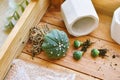 Indoor houseplant for home decoration, Replanting tree gardening tool, Planting cactus in small flower pot, City lifestyle hobby Royalty Free Stock Photo