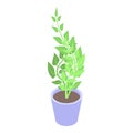 Indoor houseplant icon, isometric style Royalty Free Stock Photo