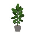 Indoor houseplant rubber tree isolated vector