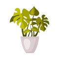 Indoor Houseplant in White Pot, Green Potted Monstera Plant for Interior Decoration Vector Illustration on White