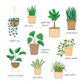 Indoor houseplants vector illustration drawing set