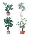 Indoor houseplants vector. Potted home plants illustration. Stylish greenery in pots for the flat design interior