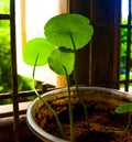 Indoor Hydrocotyle or pennywort plant growing towards sunlight-phototropism