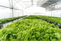 Indoor Hydroponic cultivation organic vegetable farm and Green and healthy vegetable salad farm