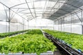 Indoor Hydroponic cultivation organic vegetable farm and Green and healthy vegetable salad farm