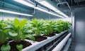 Indoor Hydroponic Farming Under LED Lights Royalty Free Stock Photo