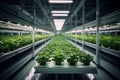 Indoor hydroponic vegetable factory in an exhibition space with vibrant lettuce crops