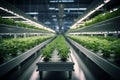 Indoor hydroponic vegetable factory in an exhibition space with vibrant lettuce crops
