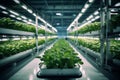 Indoor hydroponic vegetable factory in an exhibition space with vibrant lettuce crops