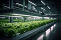 Indoor hydroponic vegetable factory in an exhibition space with vibrant lettuce crops