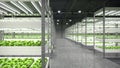 Indoor hydroponic vegetable plant factory in exhibition space warehouse. Interior of the farm hydroponics. Vegetables farm in