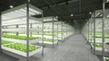 Indoor hydroponic vegetable plant factory in exhibition space warehouse. Interior of the farm hydroponics. Vegetables farm in