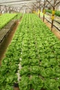 Indoor Letuce Farm