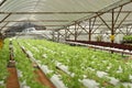 Indoor Letuce Farm