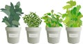 Indoor micro green herb growing in pots