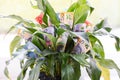 Indoor Money Plant Royalty Free Stock Photo