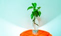 Indoor money plant Royalty Free Stock Photo